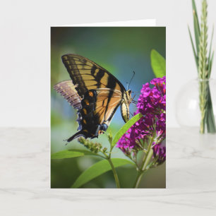 Butterfly, card