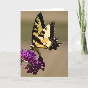 Butterfly, card