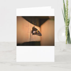 Butterfly, card