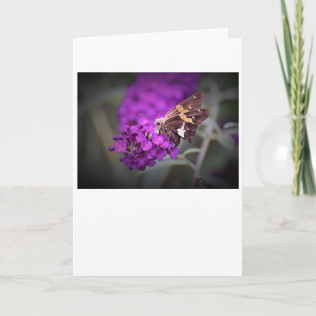 Butterfly, card (Front)