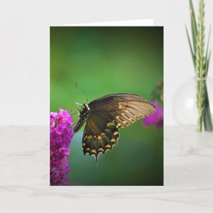 Butterfly, card
