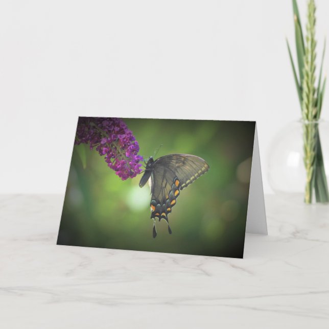 Butterfly, card (Front)