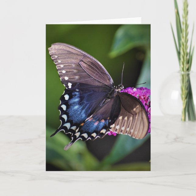 Butterfly, card (Front)