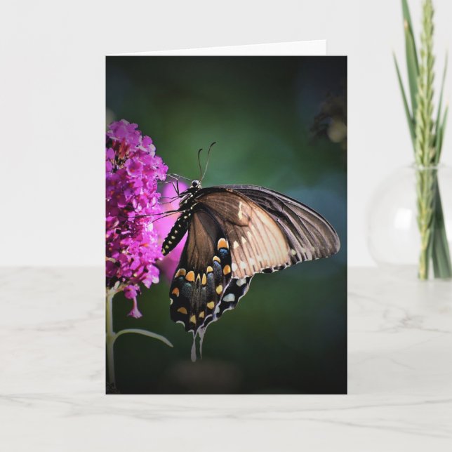 Butterfly, card (Front)