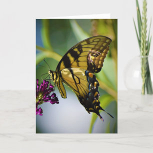 Butterfly, card
