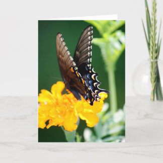Butterfly Card