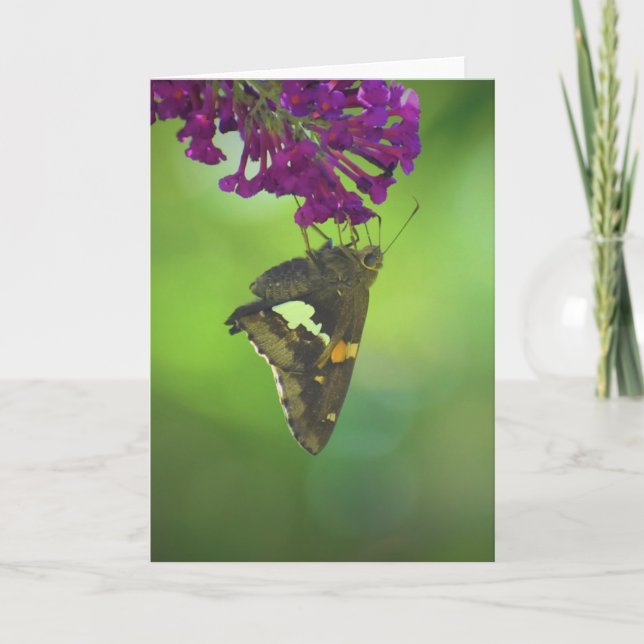 Butterfly, card (Front)