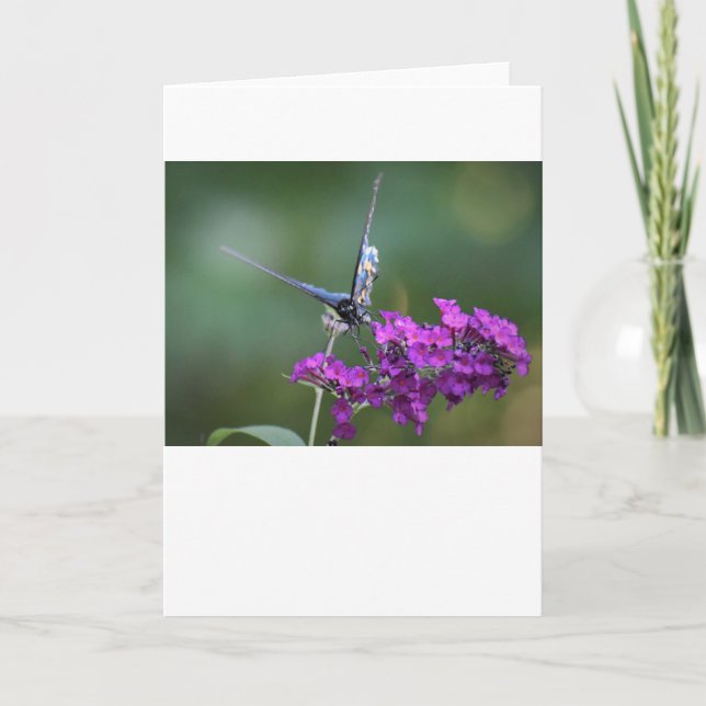 Butterfly, card (Front)