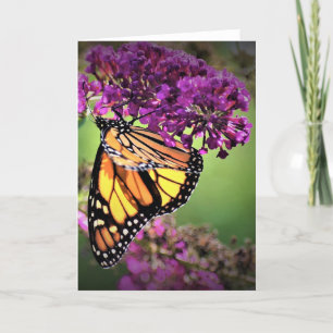 Butterfly, card