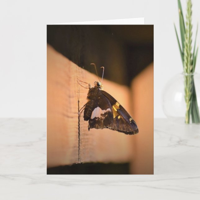 Butterfly, card (Front)