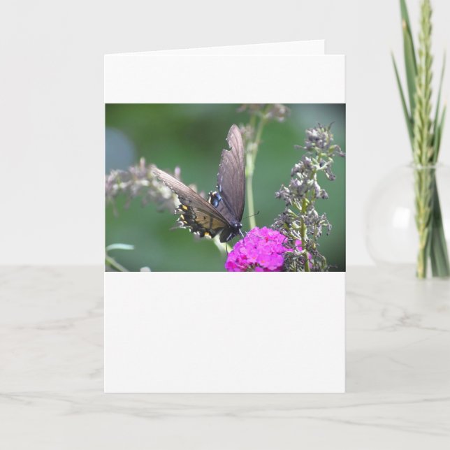 Butterfly, card (Front)