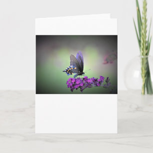 Butterfly, card