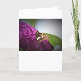 Butterfly, card