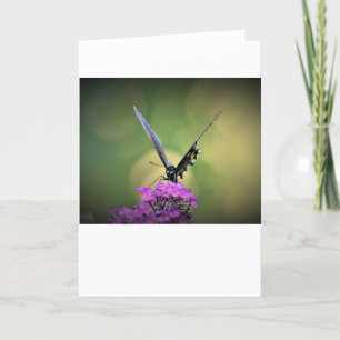 Butterfly, card