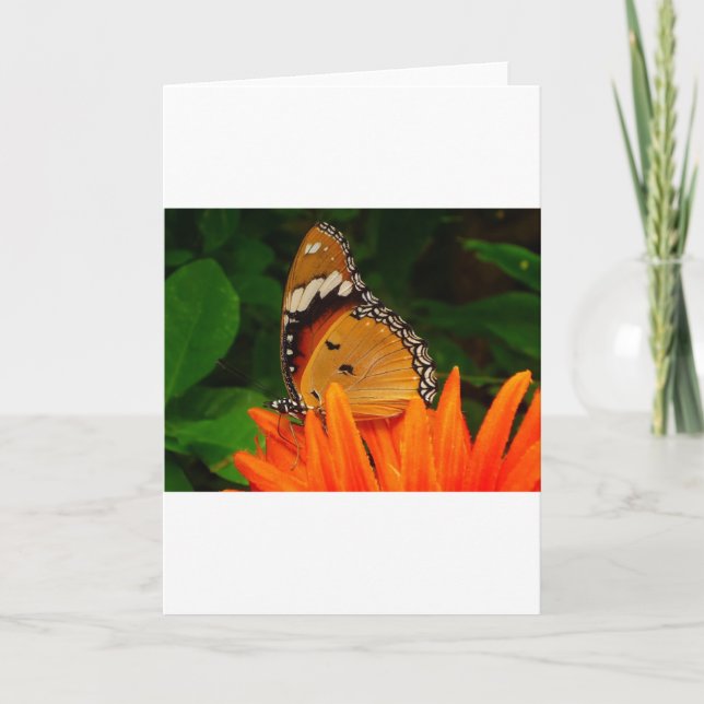 Butterfly Card (Front)