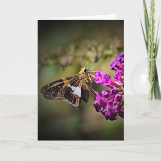 Butterfly, card (Front)