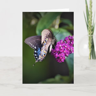 Butterfly, card