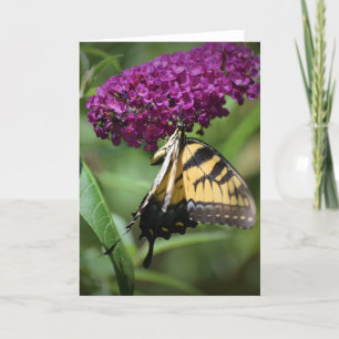 Butterfly, card