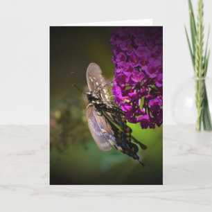 Butterfly, card