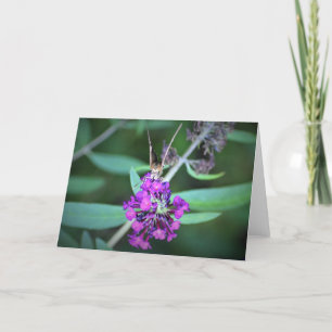 Butterfly, card