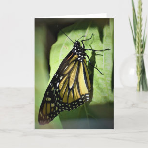 Butterfly, card