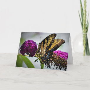 Butterfly, card