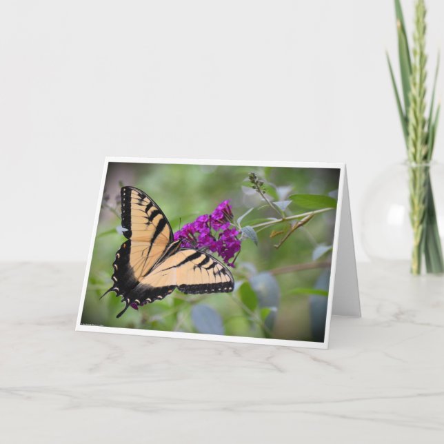 Butterfly, card (Front)