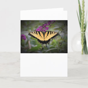 Butterfly, card
