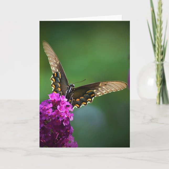 Butterfly, card (Front)
