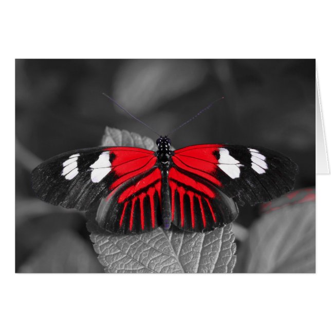 Butterfly Card (Front Horizontal)