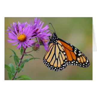 Butterfly Card