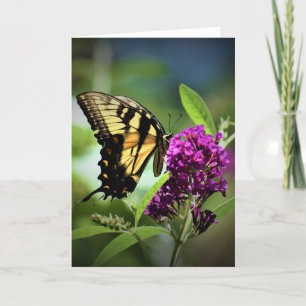 Butterfly, card