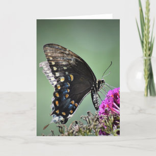 Butterfly, card