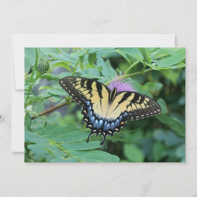 Butterfly Card (Front)