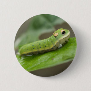 Butterfly Caterpillar Larva 2 Inch Round Button