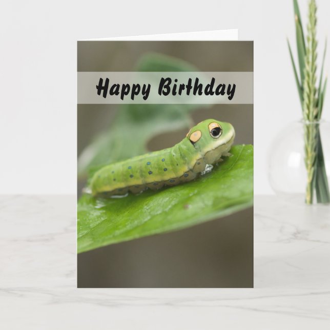 Butterfly Caterpillar Larva Card (Front)