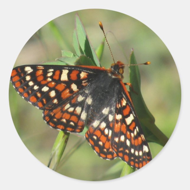 Butterfly Classic Round Sticker (Front)
