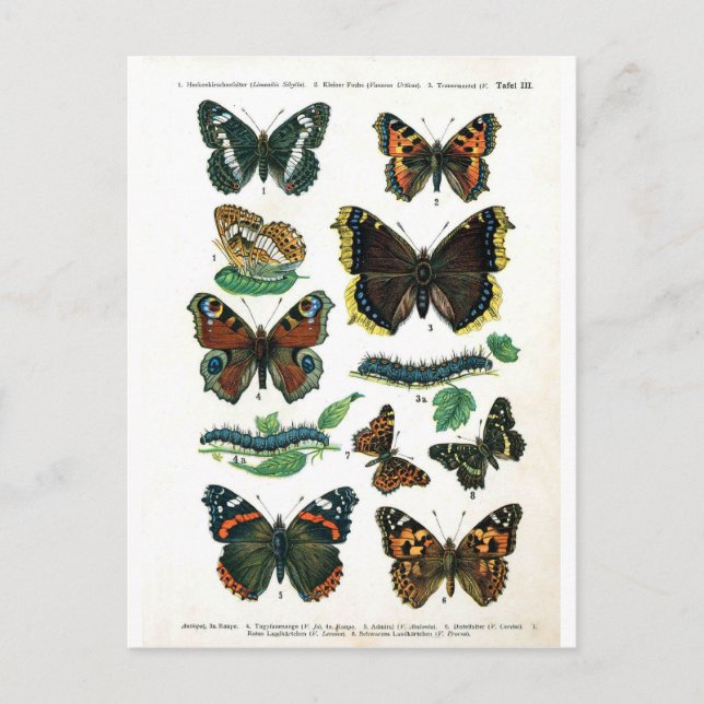 butterfly-clip-art-19 postcard (Front)