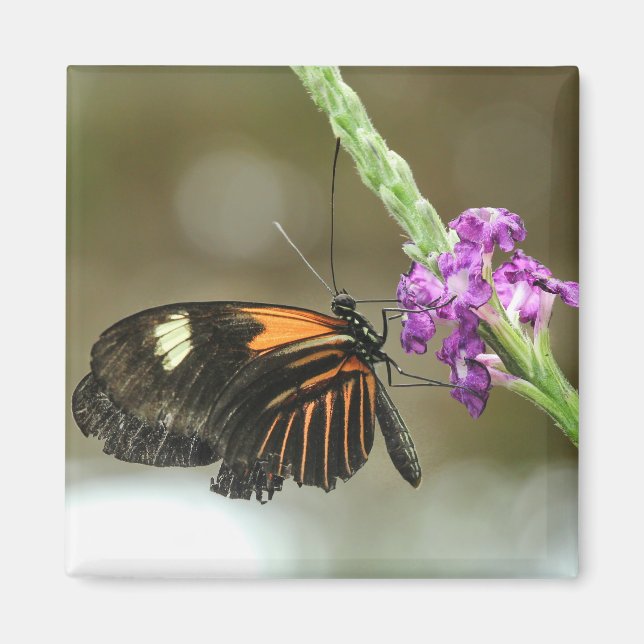 Butterfly Close-up on Verbena Flower Magnet (Front)