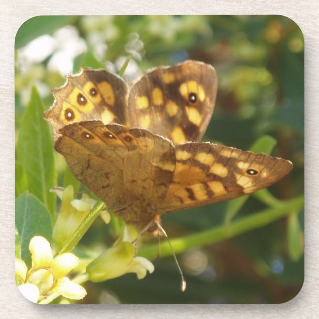 Butterfly Coasters (Front)