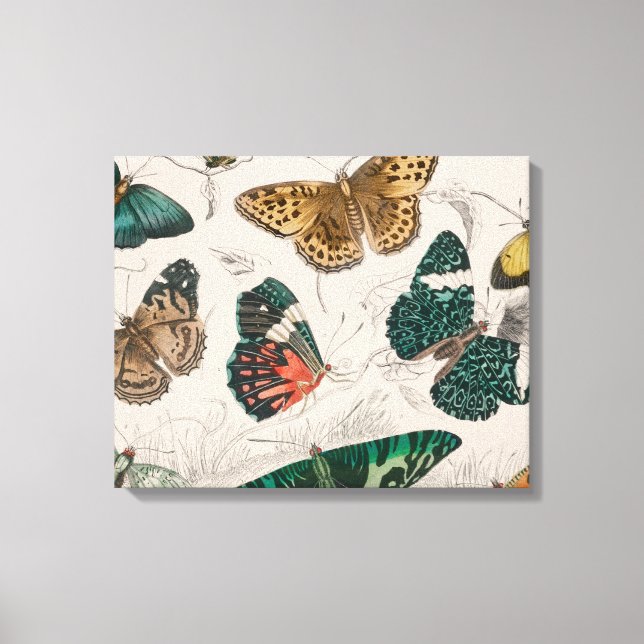 Butterfly Collection Antique Butterflies Canvas Print (Front)