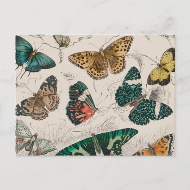 Butterfly Collection Antique Butterflies Postcard (Front)
