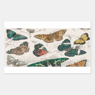 Butterfly Collection Antique Butterflies Sticker
