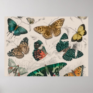 butterfly collection antique watercolor art butter poster