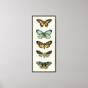Butterfly Collection by Chariklia Zarris Canvas Print