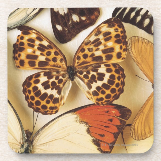 Butterfly collection coaster (Front)