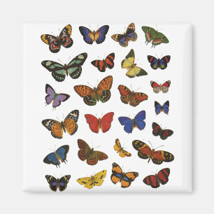 Butterfly Collection Magnet