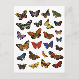 Butterfly Collection Postcard