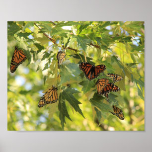 Butterfly Convention Poster