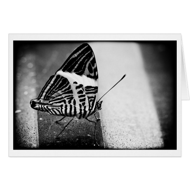 butterfly crossing (Front Horizontal)